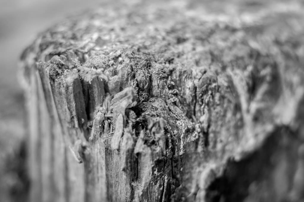 A black-and-white macro photograph of decayed wood fiber, showing frayed, splintered grain typical of early rot